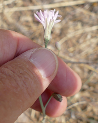 Stephanomeria thurberi