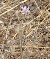 Stephanomeria thurberi