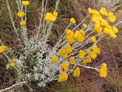 Helichrysum callicomum