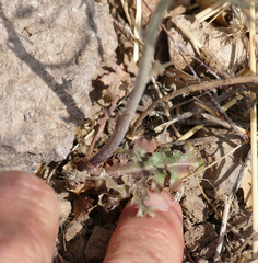 Stephanomeria thurberi