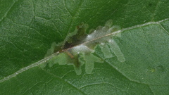 Calycomyza platyptera