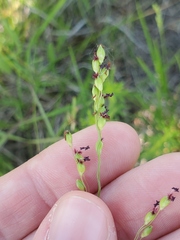 Dichanthelium perlongum
