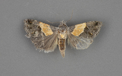 Tripudia balteata