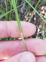 Dichanthelium perlongum