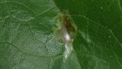Calycomyza platyptera
