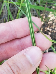Dichanthelium perlongum