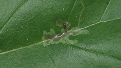 Calycomyza platyptera