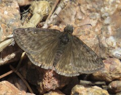 Erynnis telemachus