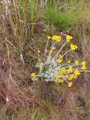 Helichrysum callicomum
