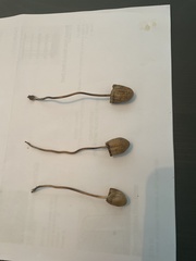 Galeropsidaceae