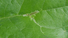 Calycomyza platyptera