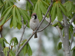 Passer montanus