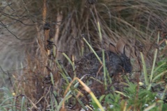 Sylvilagus palustris