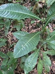 Psychotria grandis