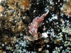 Facelina rubrovittata