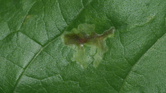 Calycomyza platyptera