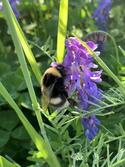 Bombus cryptarum