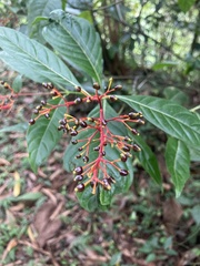 Palicourea croceoides