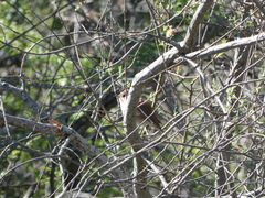 Luscinia megarhynchos