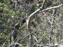 Luscinia megarhynchos