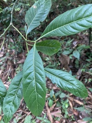 Palicourea croceoides