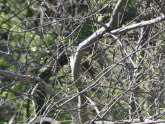 Luscinia megarhynchos