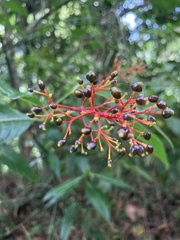 Palicourea croceoides