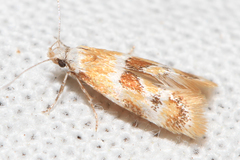 Epicallima mercedella