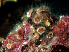 Polycyathus muellerae