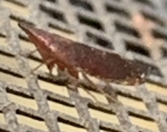 Scaphytopius rubellus