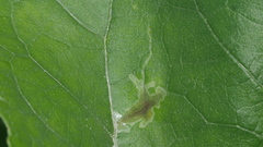 Calycomyza platyptera