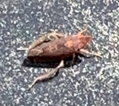 Scaphytopius rubellus