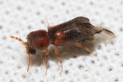 Scobicia chevrieri