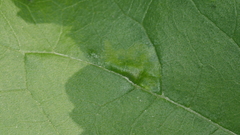 Calycomyza platyptera