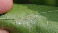 Calycomyza platyptera