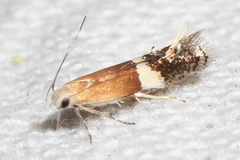 Aproaerema polychromella