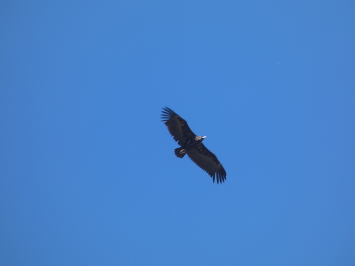 Buitre negro (Aegypius monachus)
