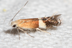 Aproaerema polychromella