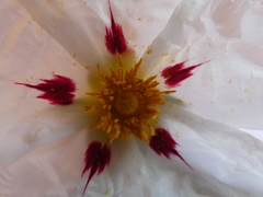 Cistus ladanifer