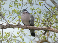 Columba palumbus