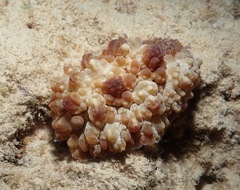 Dendrodoris carbunculosa