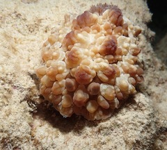 Dendrodoris carbunculosa