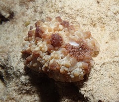 Dendrodoris carbunculosa