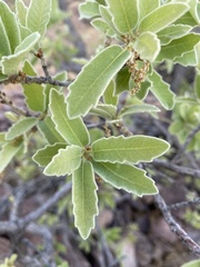 Quercus chihuahuensis