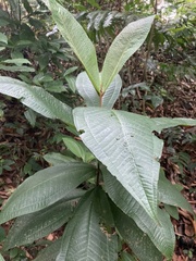 Miconia impetiolaris