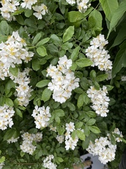 Rosa multiflora