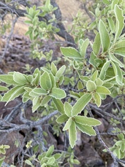Quercus chihuahuensis