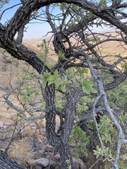 Quercus chihuahuensis