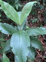 Miconia impetiolaris