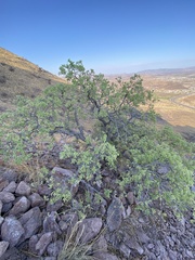 Quercus chihuahuensis